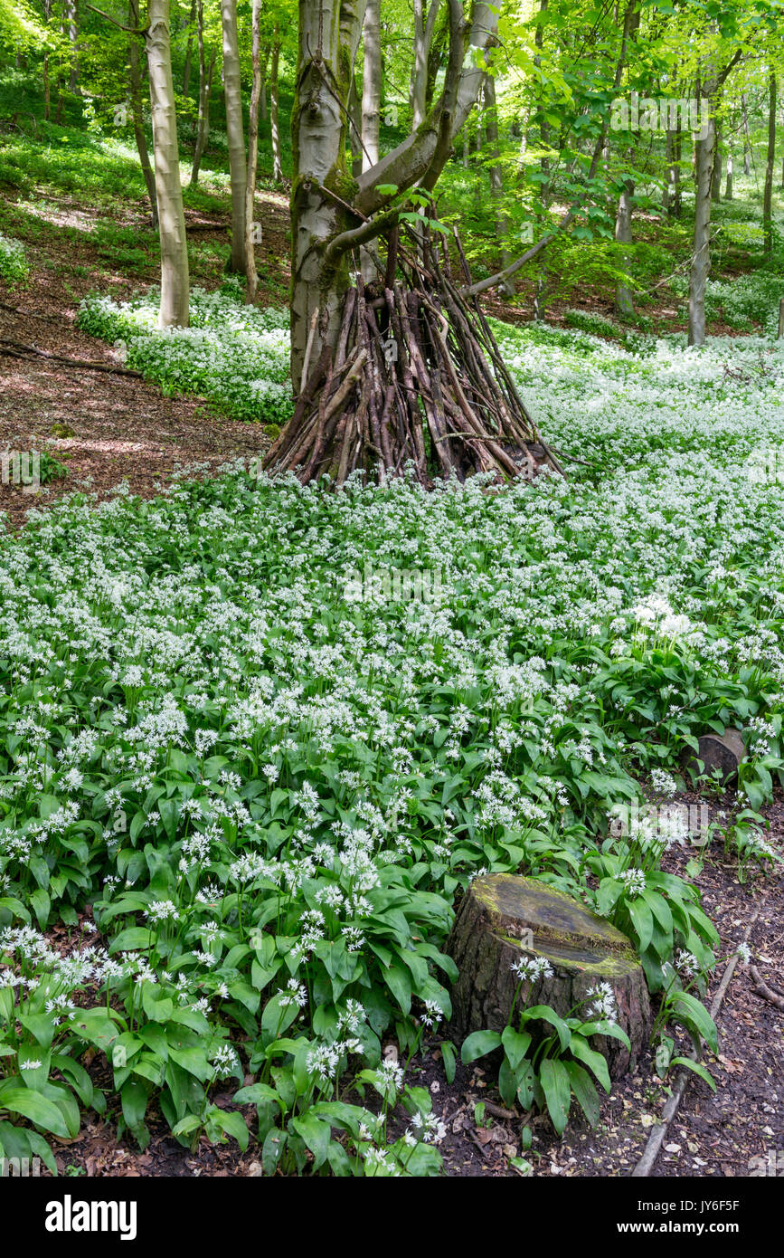 Wild garlic in Millington woods Stock Photo