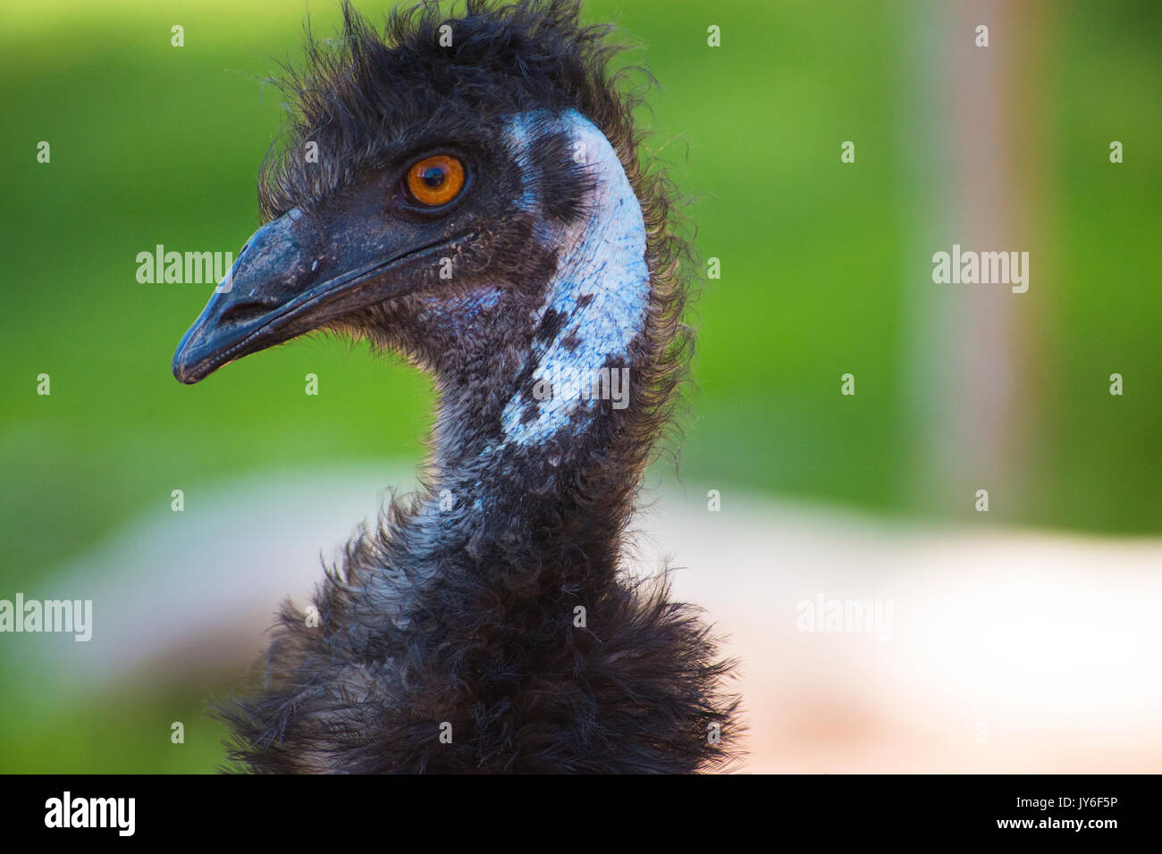 Mr Emu Stock Photo