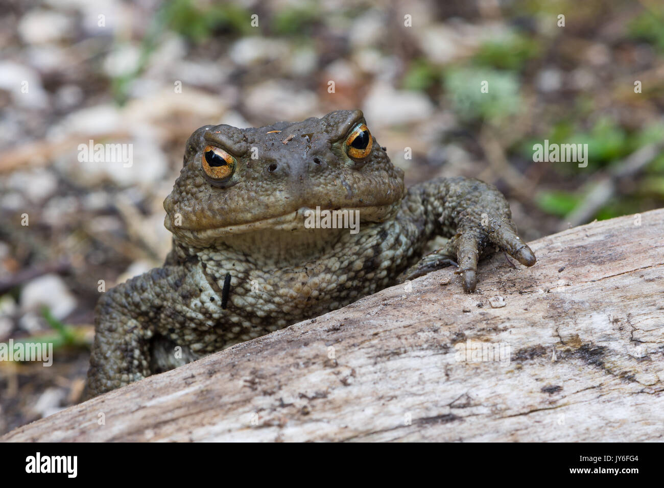 Amphibian family bufonidae hi-res stock photography and images - Alamy