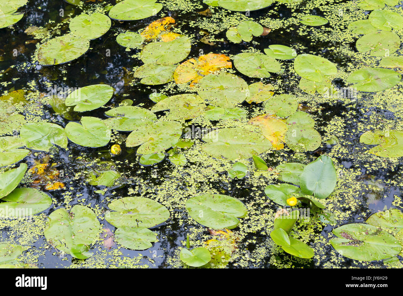 Duckweed Flower Stock Photos & Duckweed Flower Stock Images Alamy
