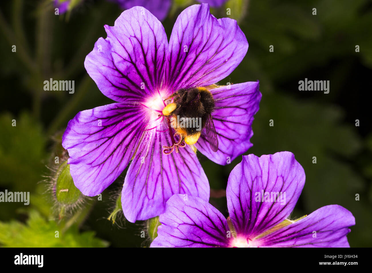Busy Bee hard at work Stock Photo Alamy