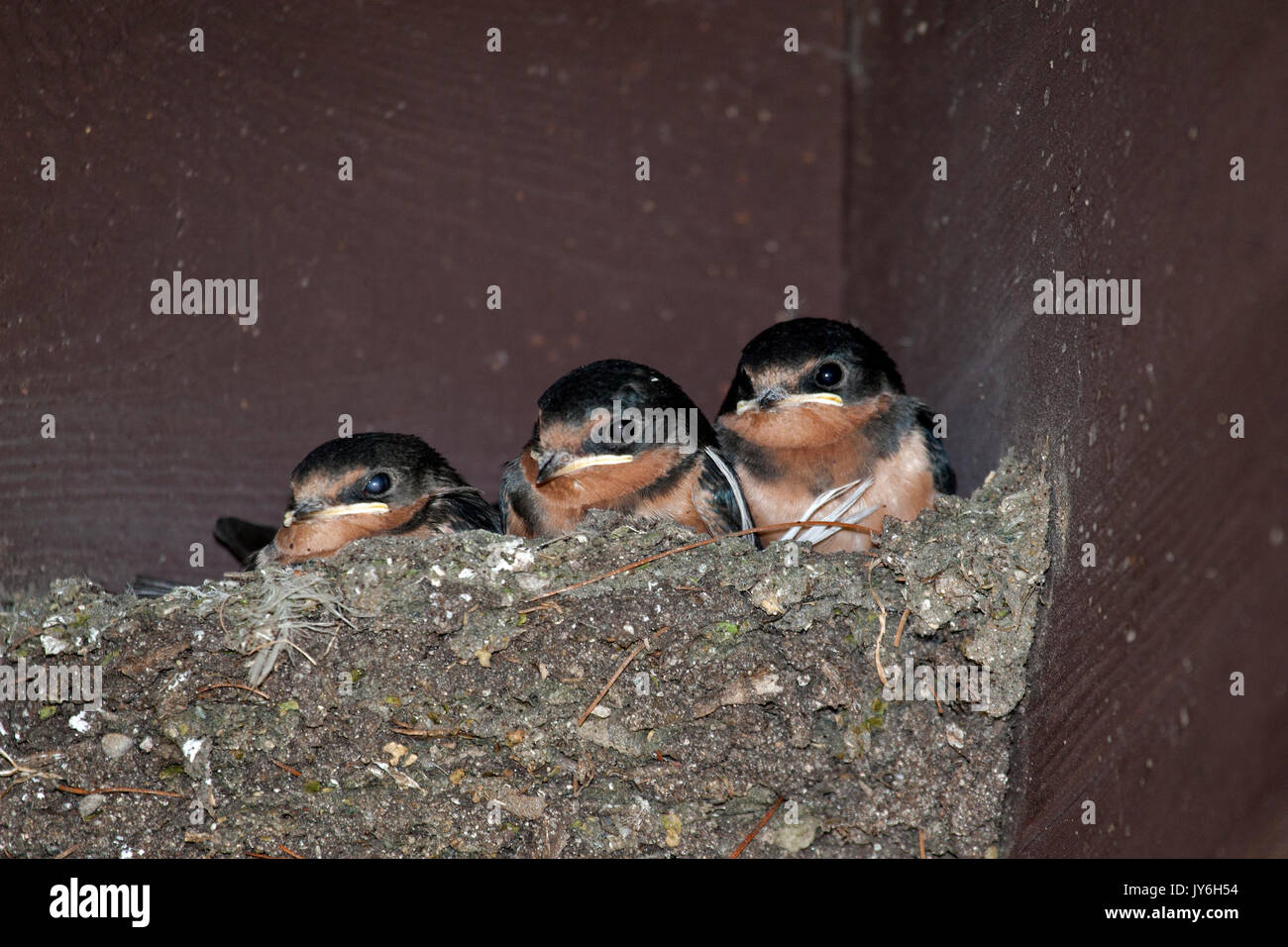 Barn swallow chicks in nest Stock Photo