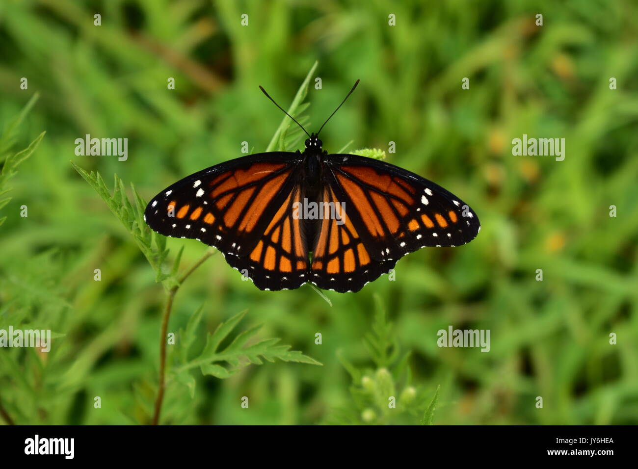 Orange and Black Viceroy Butterfly Limenitis archippus on Green plants Stock Photo