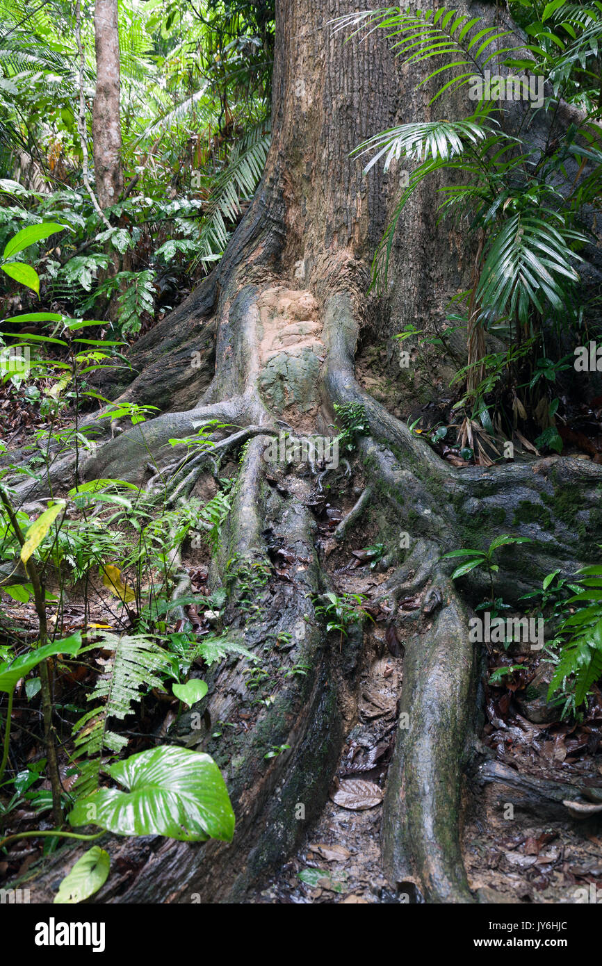 Rainforest tree roots, Borneo Stock Photo - Alamy