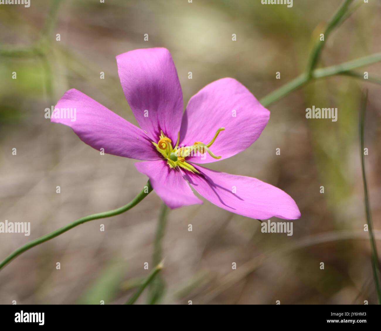 Close-up of a pink Sabatia wildflower in the noon sun with shadow of the stamen on petal, Tiger Bay State Forest, Florida Stock Photo