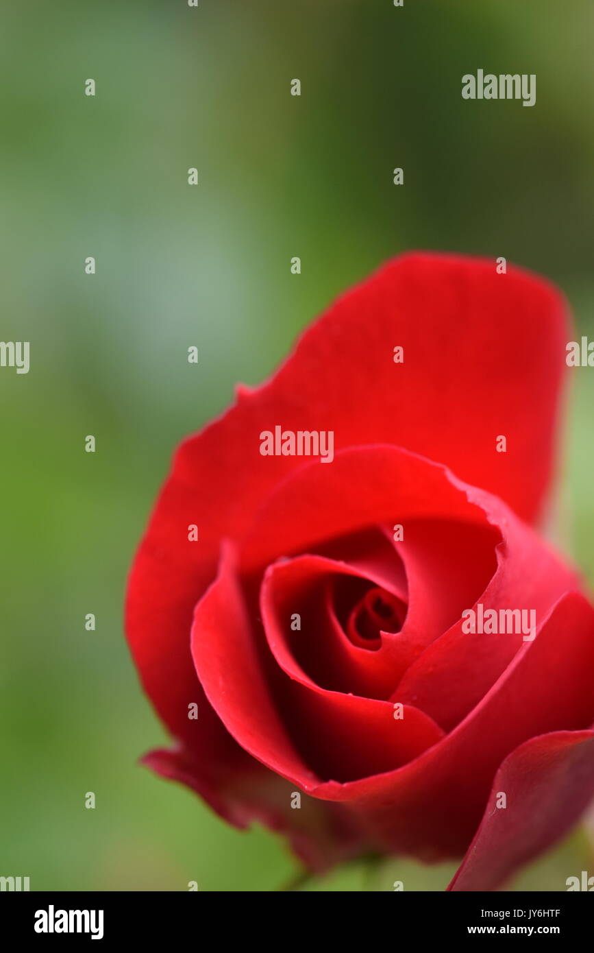 ruby flower carpet rose Stock Photo Alamy