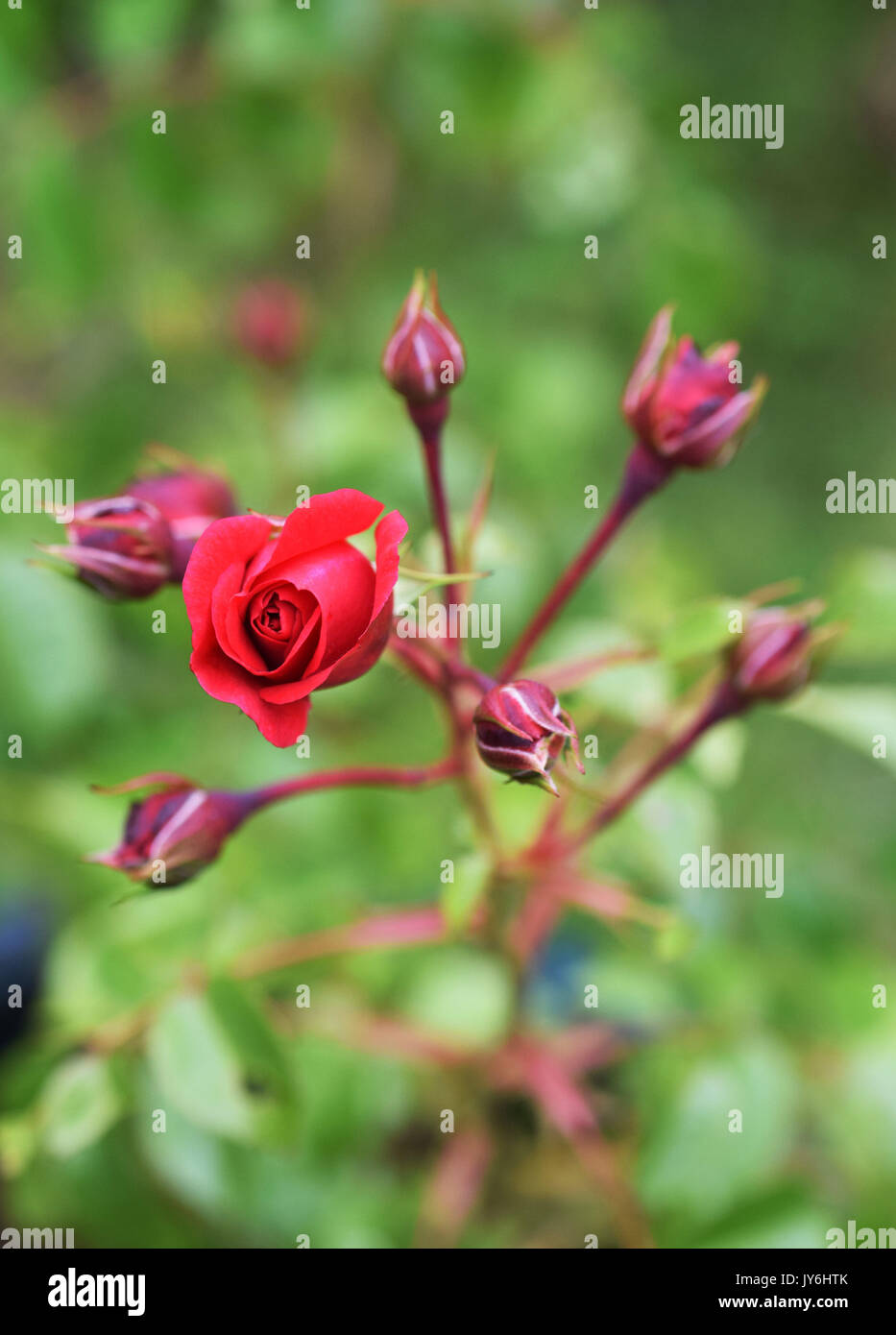Ruby rose red carpet hires stock photography and images Alamy