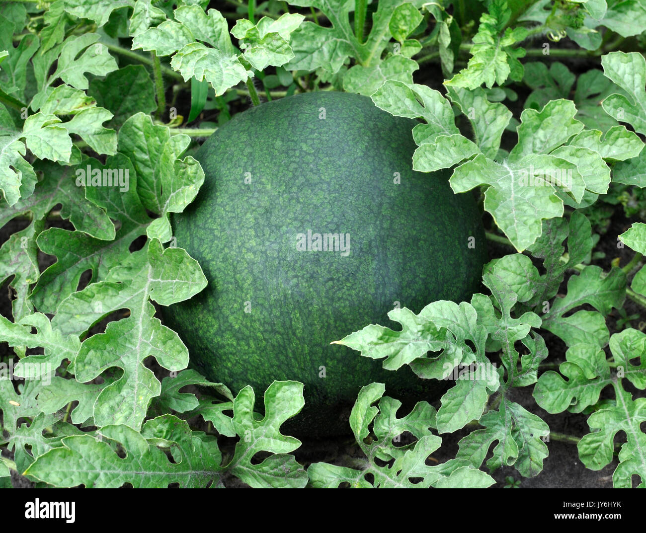 Unripe watermelon garden hi-res stock photography and images - Alamy