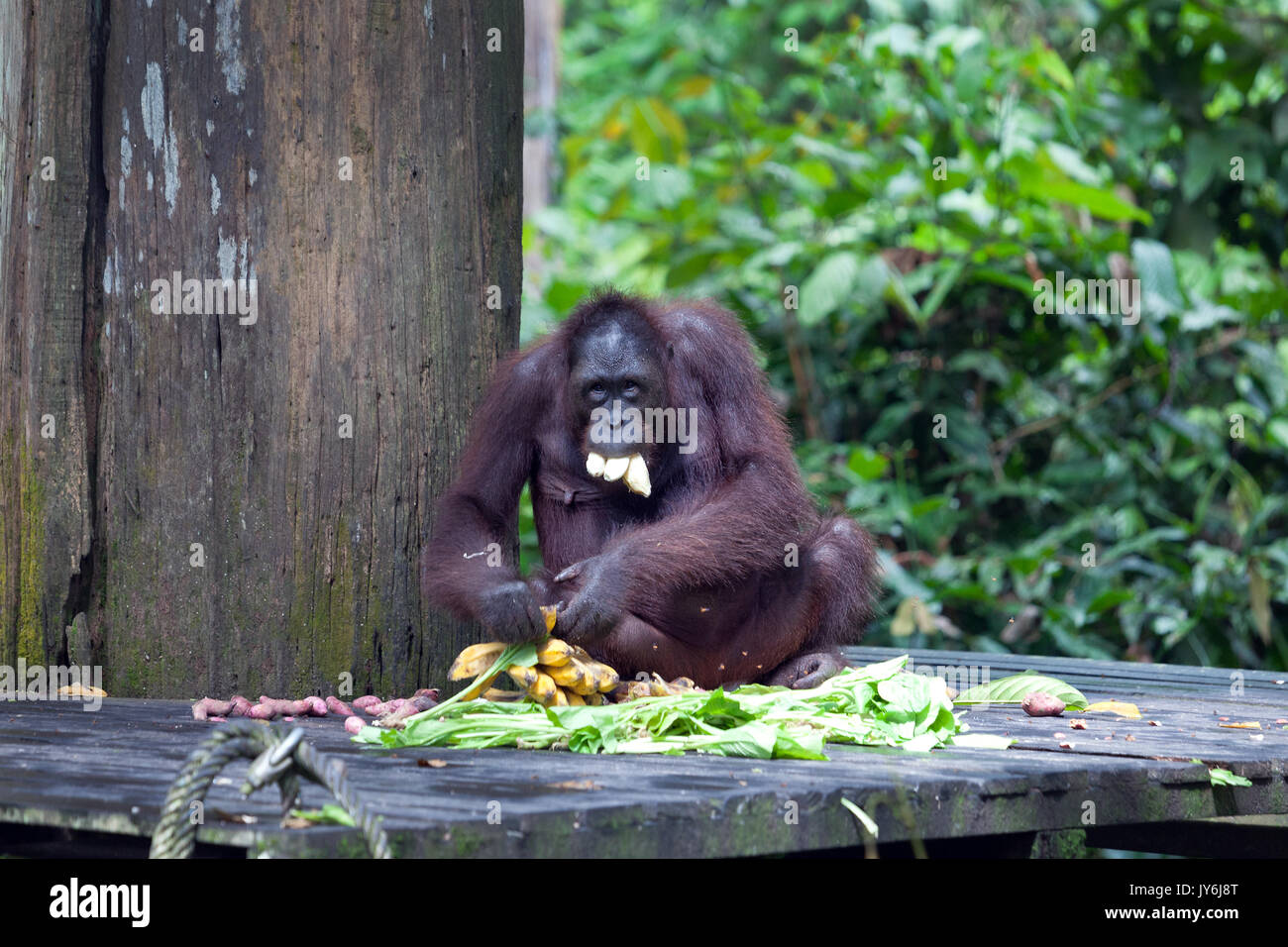 Orangutan eating bananas at Sepilok Orangutan Rehabilitation Centre, Sabah, Malaysia Stock Photo