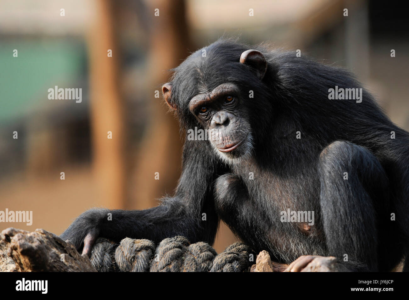SIERRA LEONE, Freetown, Western Area Peninsula, WAPFor Project, Tacugama Reserve for chimpanzee Stock Photo