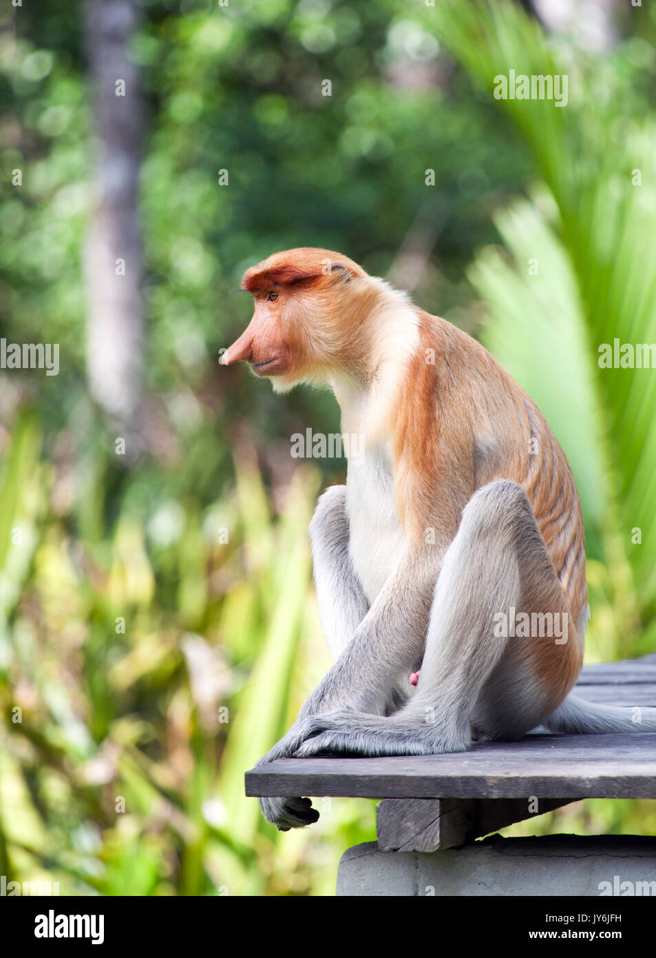 Young long nose monkey sitting on a wooden platform at Labuk Bay ...
