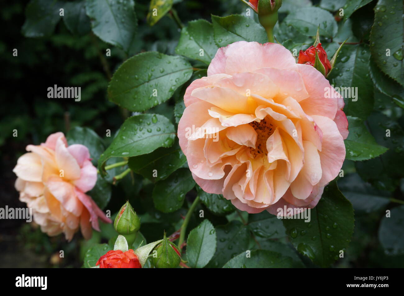 flower orange rose summer garden Stock Photo