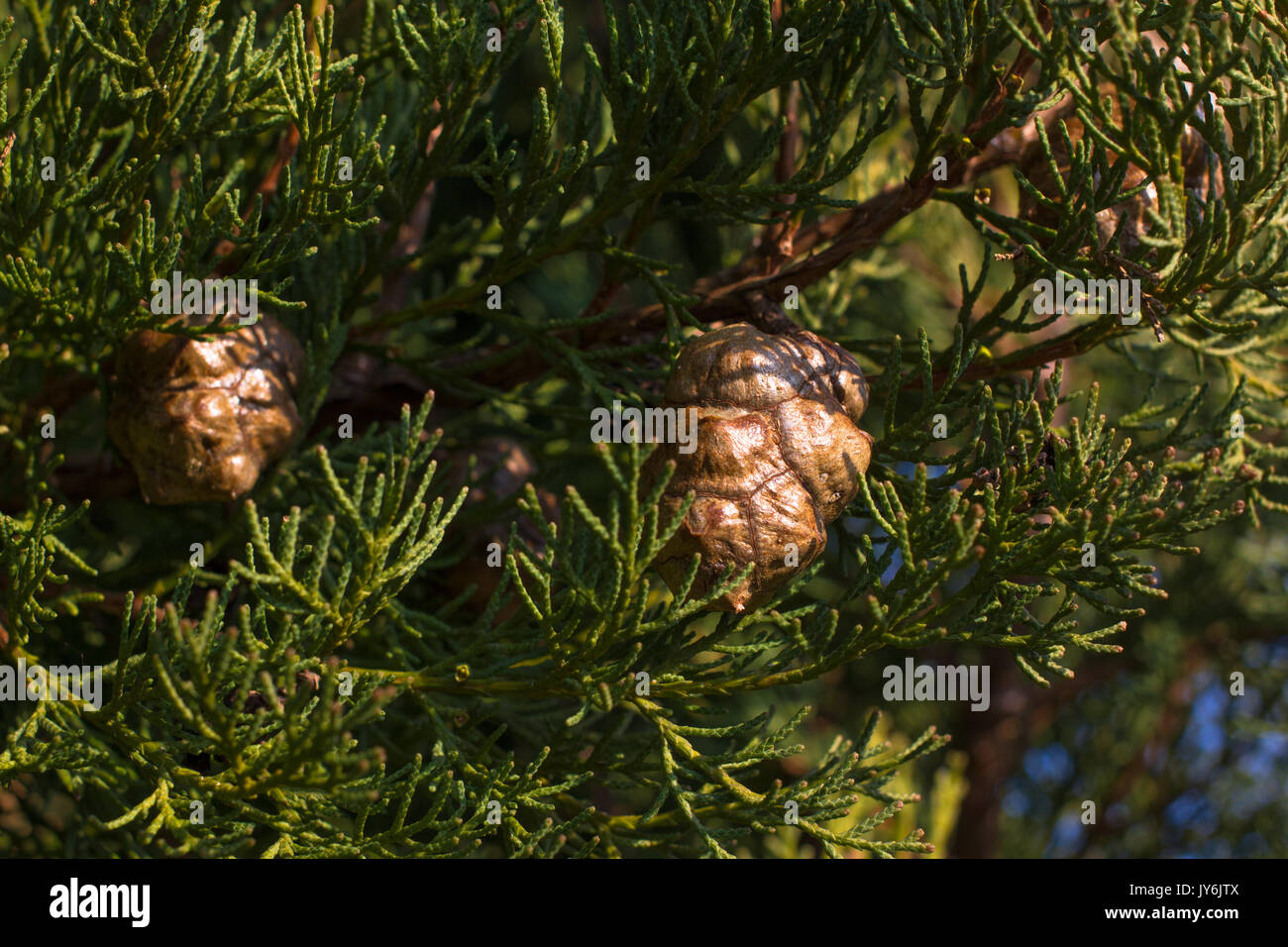 Macro stock photography of the branch of Cupressus arizonica. Conifer needles. Spruce, coniferous tree. Stock Photo