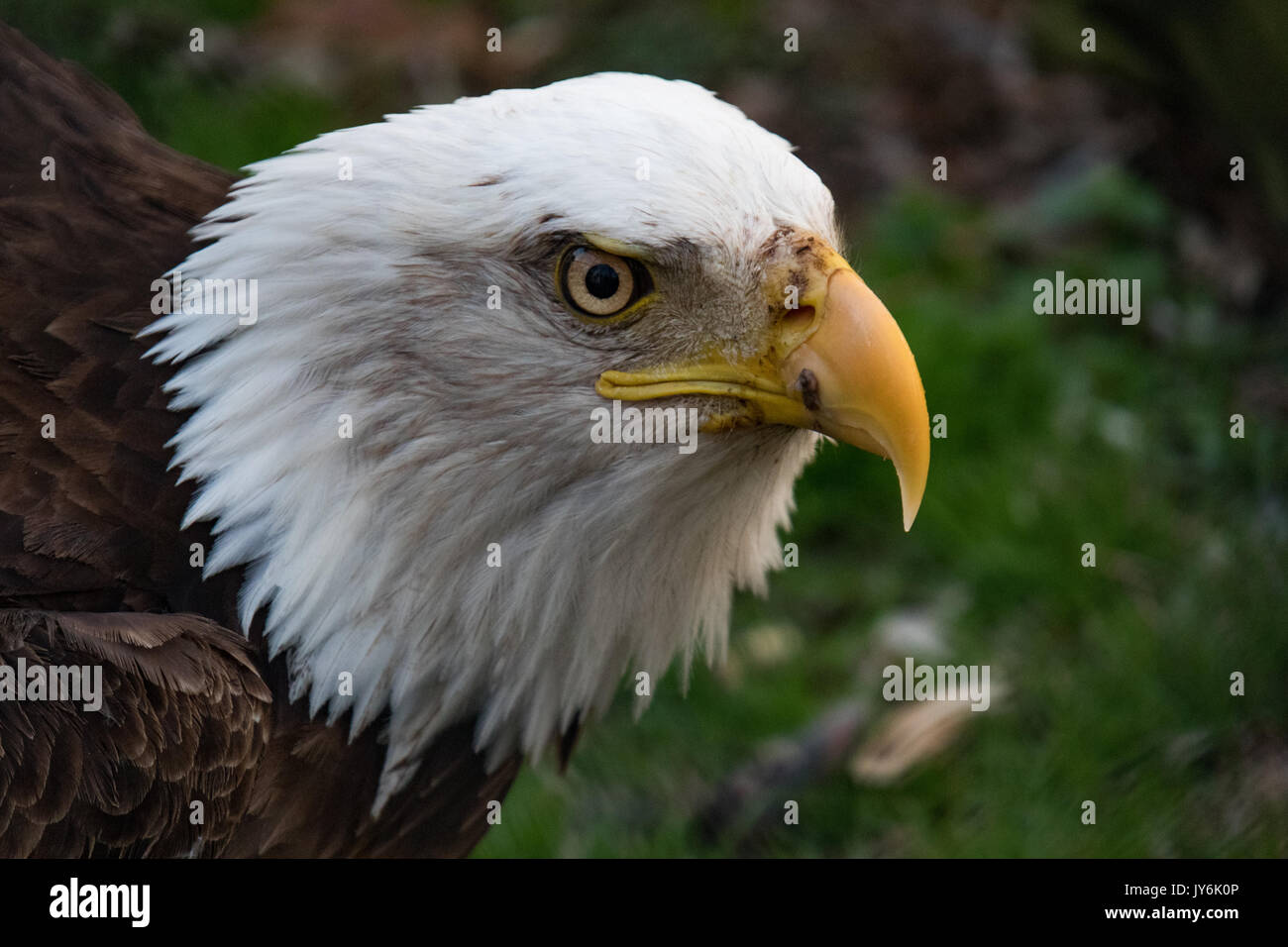 Bald Eagle Head Closeup Stock Photo - Alamy