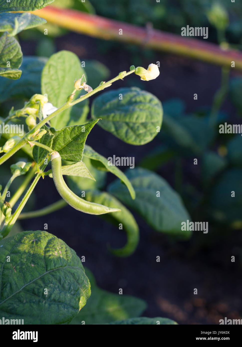 Red kidney bean field hires stock photography and images Alamy