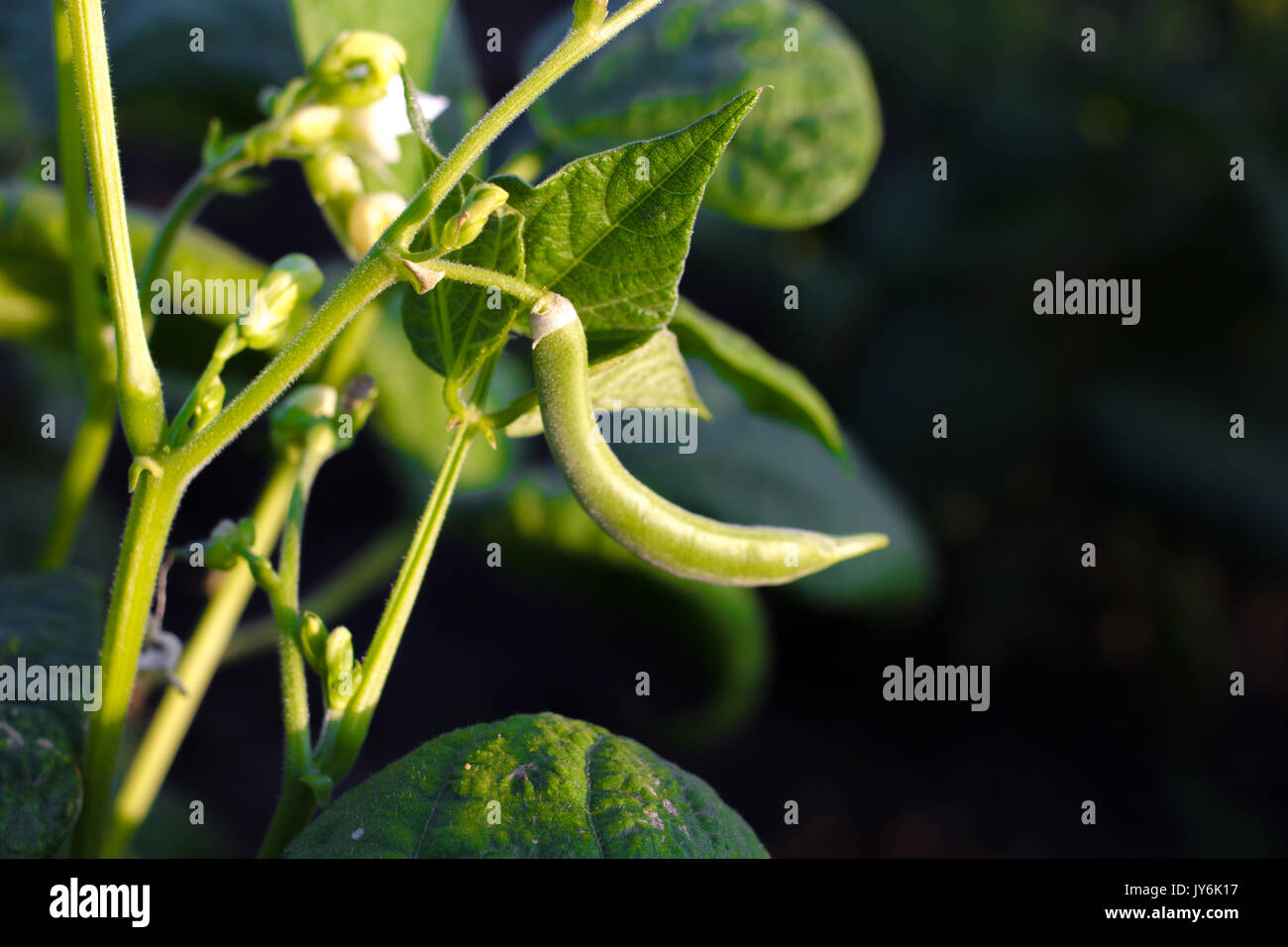 Group of cultivated green kidney bean field. Soy sprouts Stock Photo