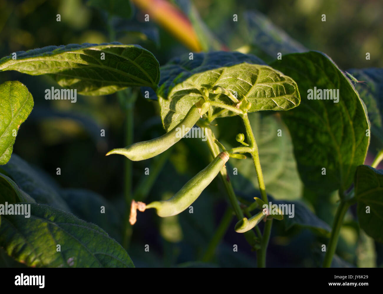 Red kidney bean field hires stock photography and images Alamy