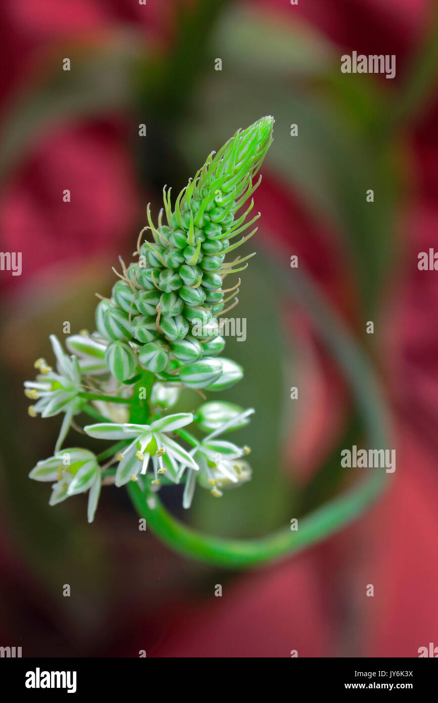 Albuca bracteata, Esta es una planta que tradicionalmente se ha cultivado ornamentalmente por casi todo el mundo, sin embargo su origen está en el sur Stock Photo