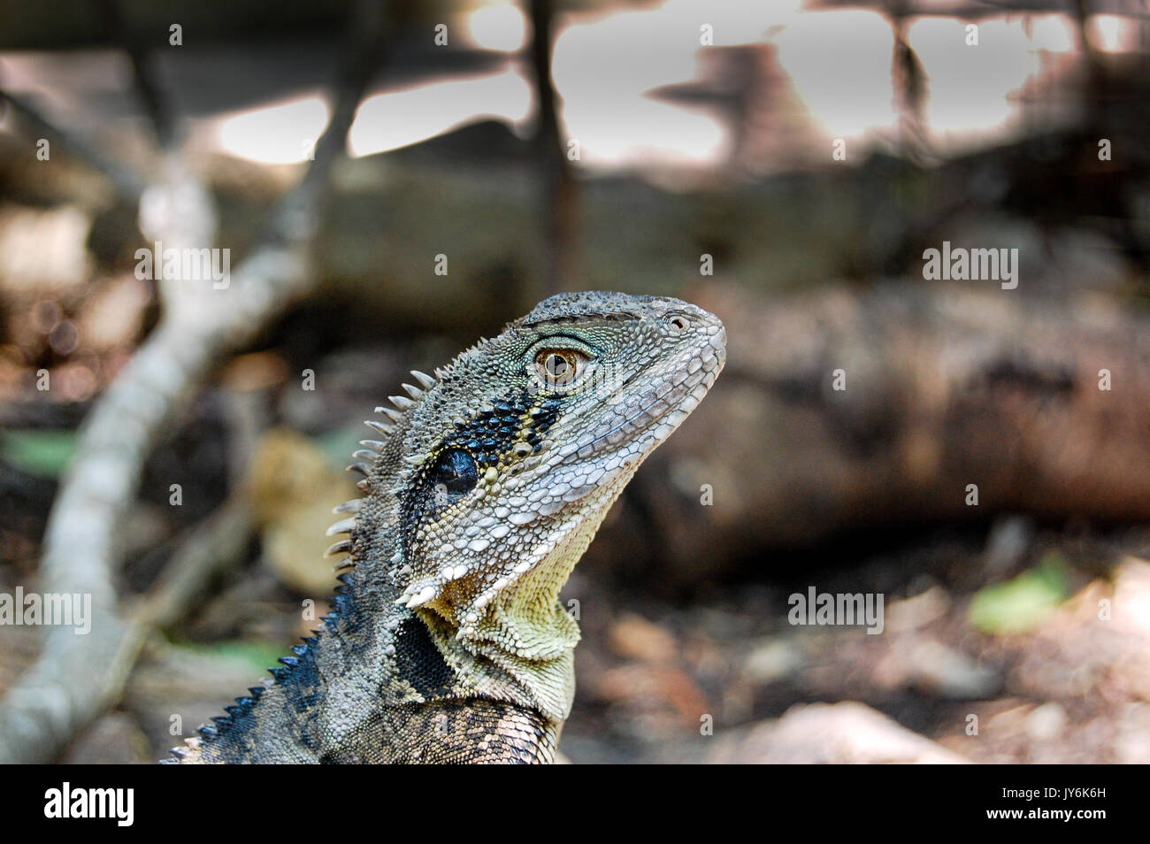 A profile close-up of a bearded dragon lizard in eastern Australia Stock Photo