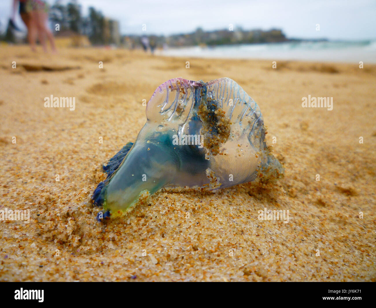 A Blue Bottle washed ashore at a beach in Australia Stock Photo
