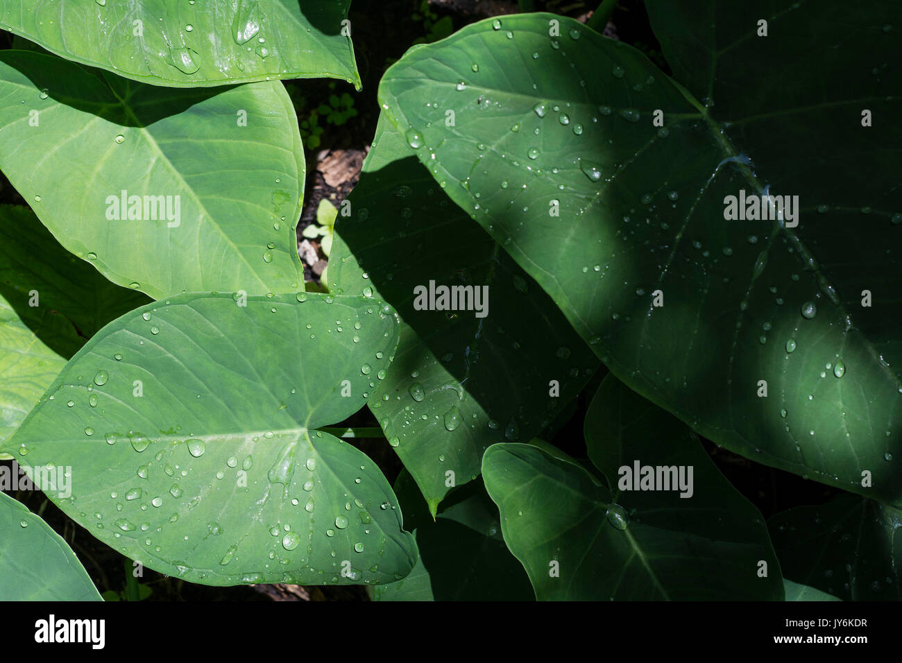 leaves with drops of rain water in atitlan lake, guatemala. Stock Photo