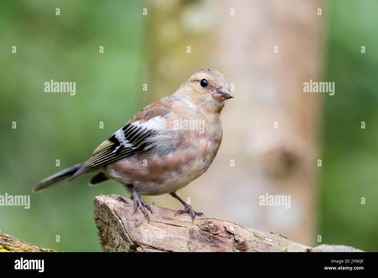 A female chaffinch foraging in a garden in mid Wales Stock Photo