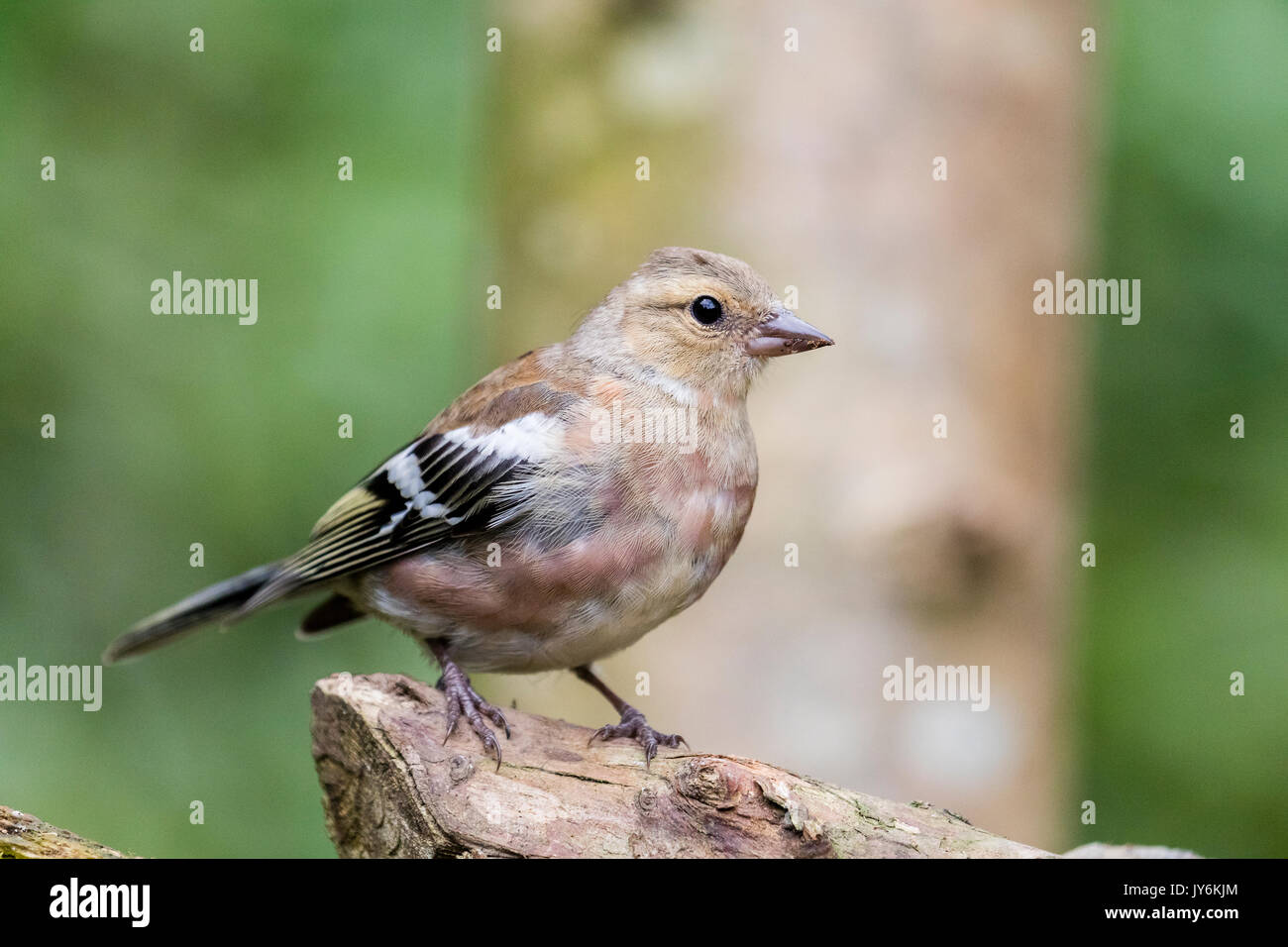 A female chaffinch foraging in a garden in mid Wales Stock Photo