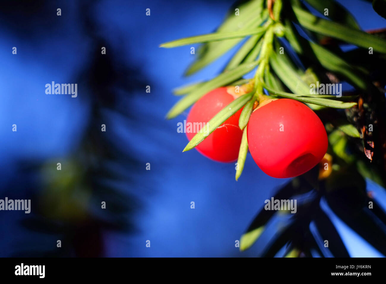 Yew Tree High Resolution Stock Photography and Images Alamy