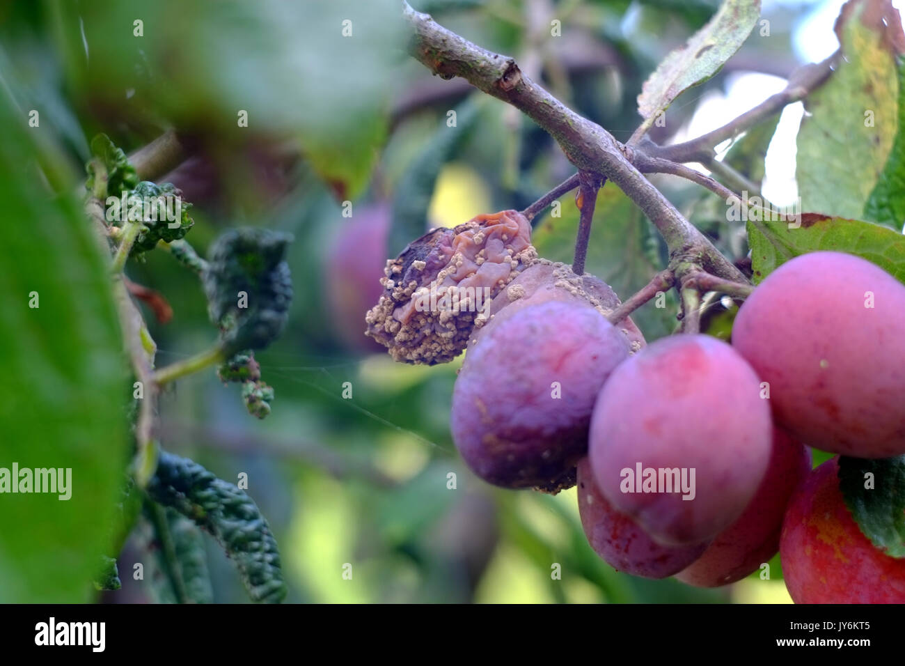 Victoria plums showing signs of disease and fruit rot Stock Photo Alamy
