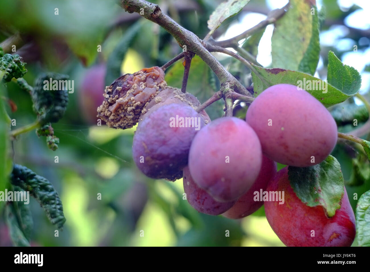 Victoria plums showing signs of disease and fruit rot. Stock Photo