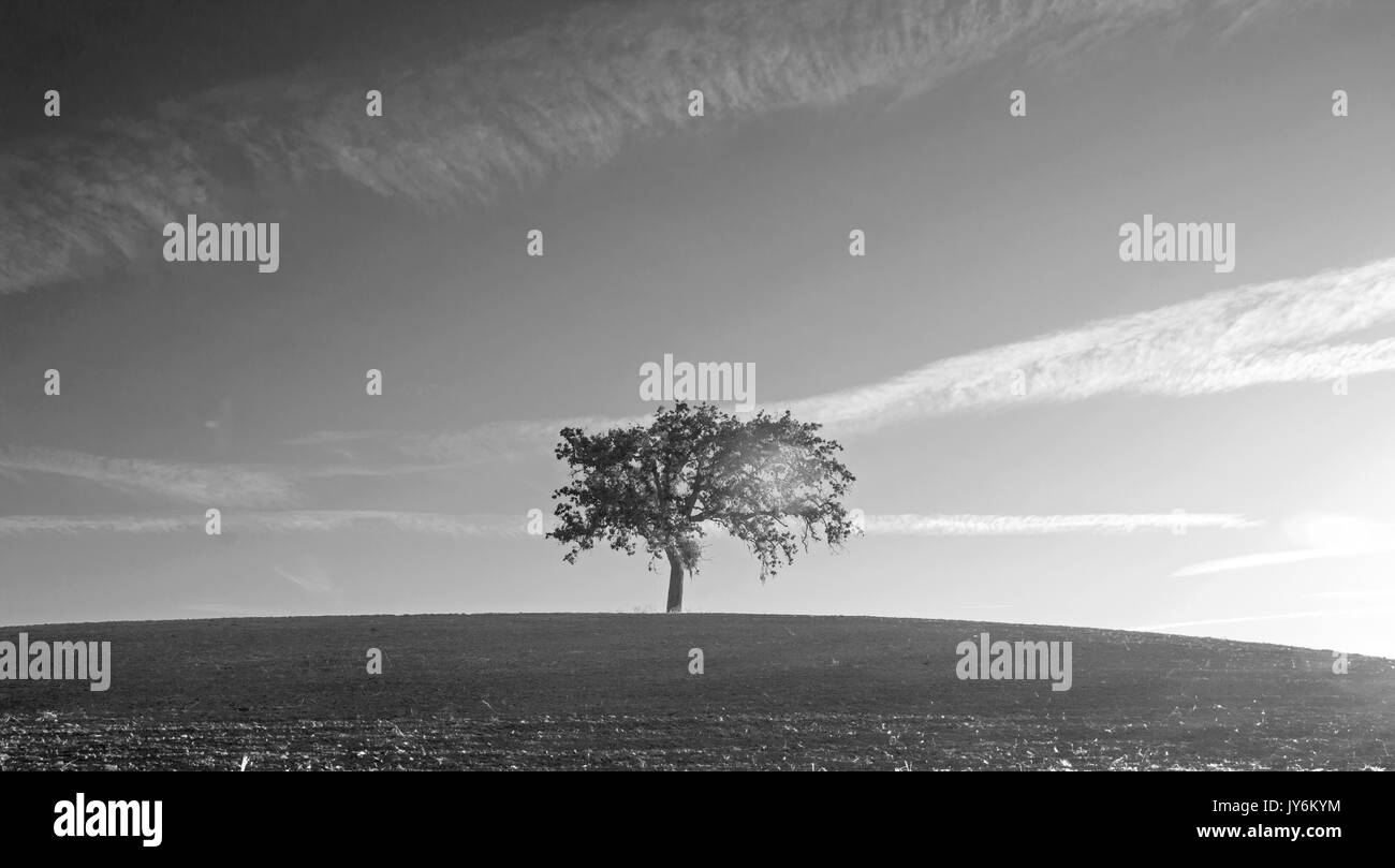 California Valley Oak Tree in plowed fields under clear blue skies in Paso Robles wine country in Central California United States - black and white Stock Photo