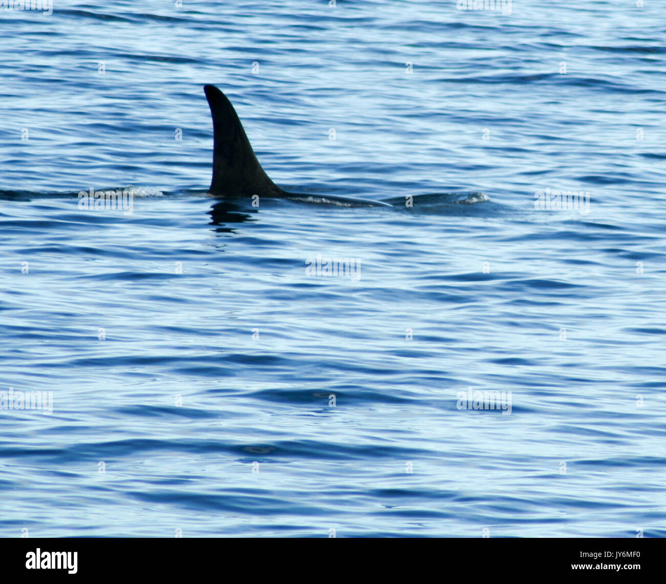 Dorsal Fin of Killer Whale in Prince William Sound, Alaska Stock Photo