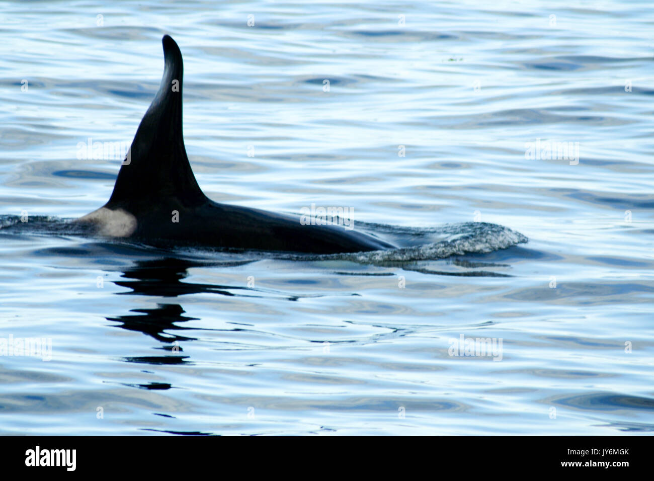 Dorsal Fin of a Killer Whale Orca Stock Photo