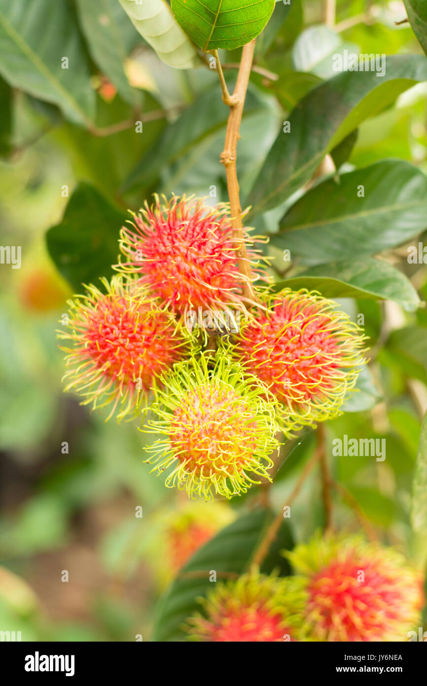 Rambutan fruits on tree hi-res stock photography and images - Alamy