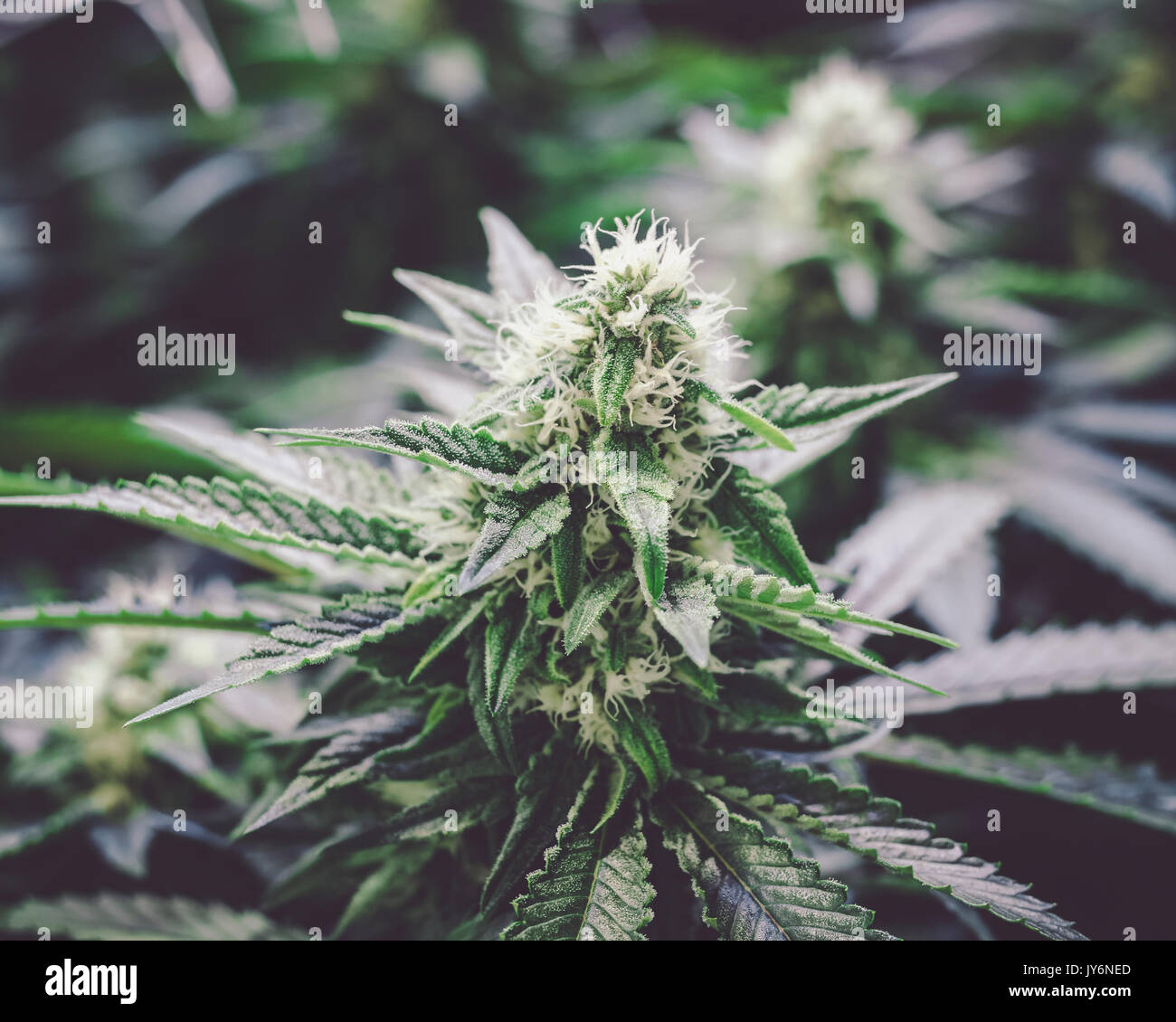 Epic close up of weed bud growing on indoor Marijuana plants Stock Photo