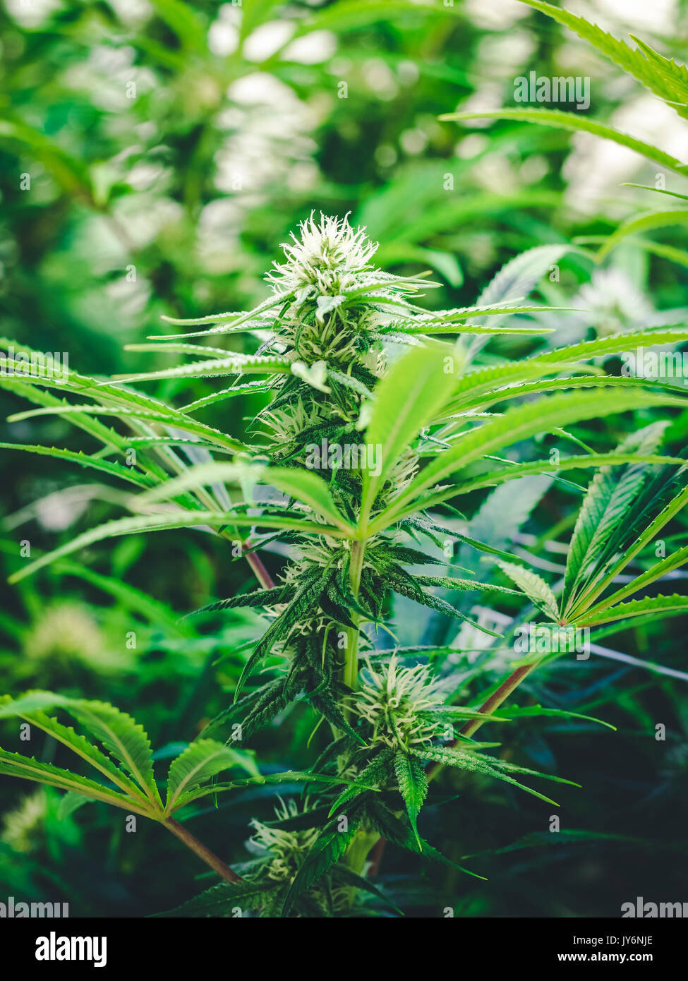 Small weed plant growing at indoor jungle Stock Photo - Alamy