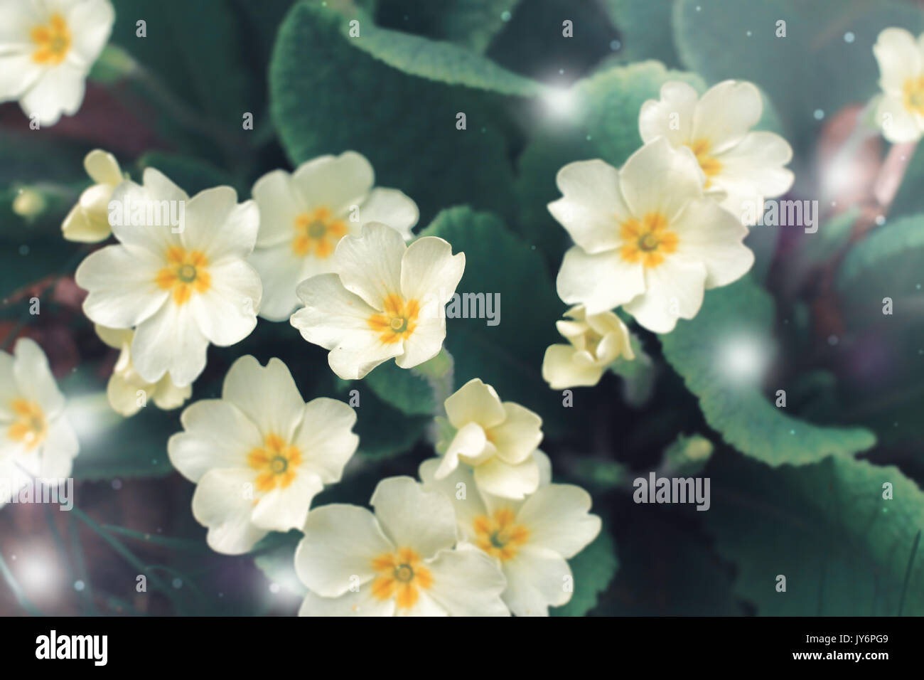 British spring Primroses grass flower in winter season with fantacy filter Stock Photo
