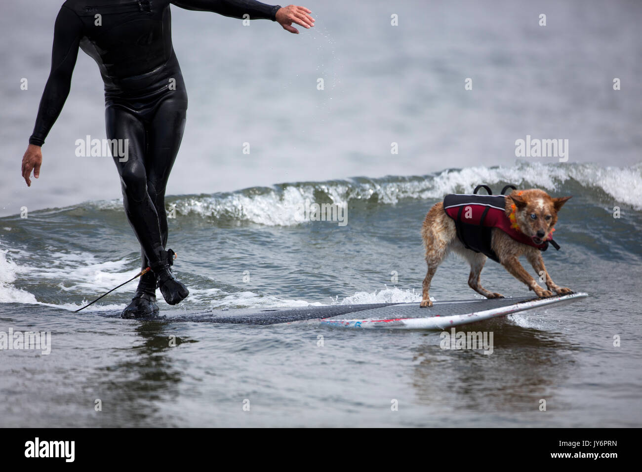 Dog accompanies a surfer in California Stock Photo