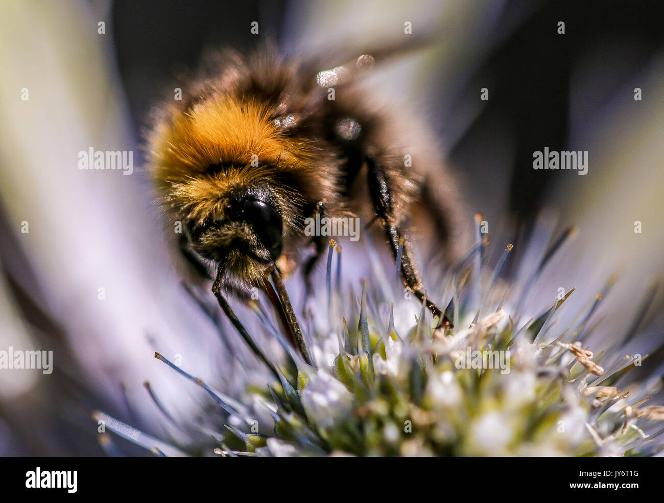 A close up of Honey Bee getting pollen from Eryngium flower head, Shepperton, Surrey, England U.K. Stock Photo