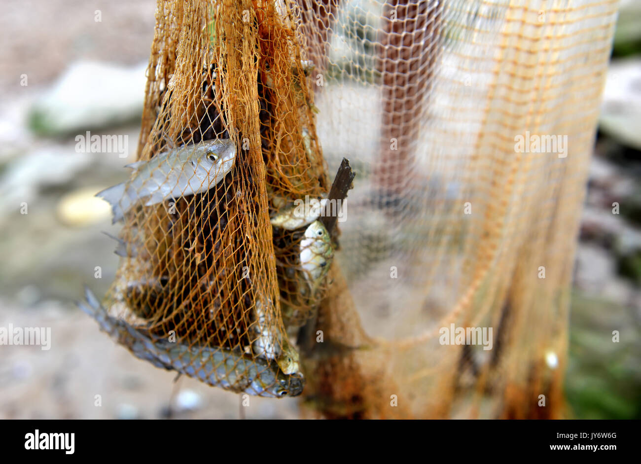 Death small fishes from the sea for food catch by fishery nest with outdoor lighting. Stock Photo