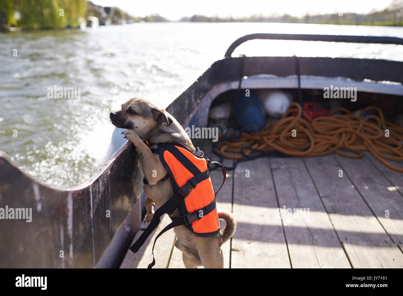 Dog Wearing Life Jacket In Standing On River Boat Stock Photo Alamy