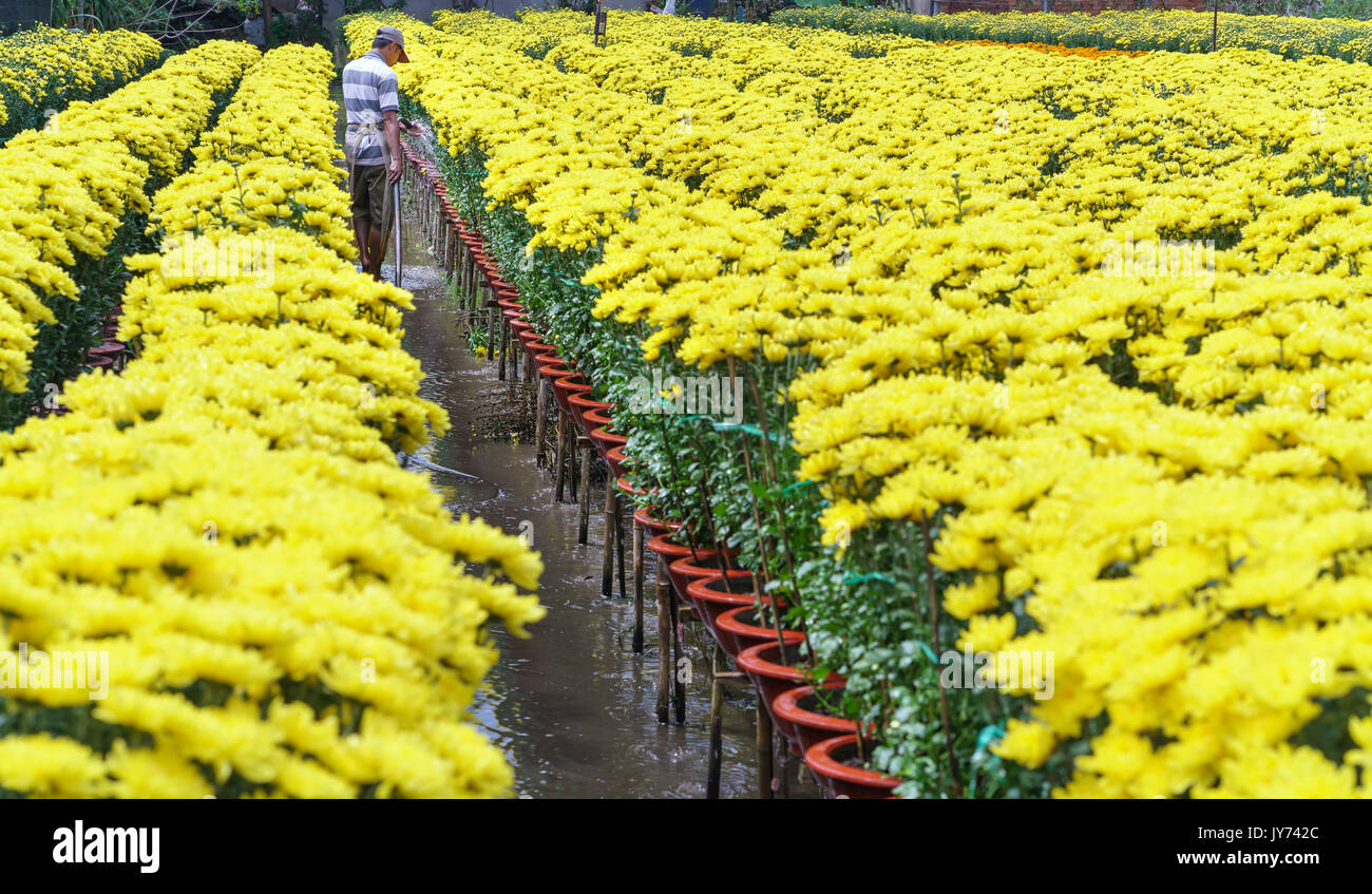 Farmer is caring for daisy flower garden by hydroponic method to