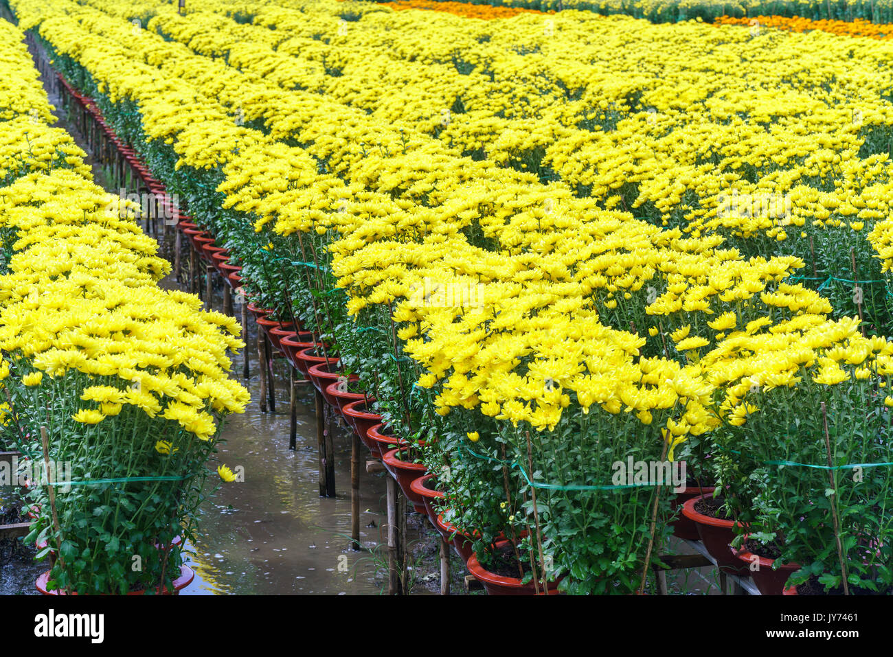Farmer is caring for daisy flower garden by hydroponic method to