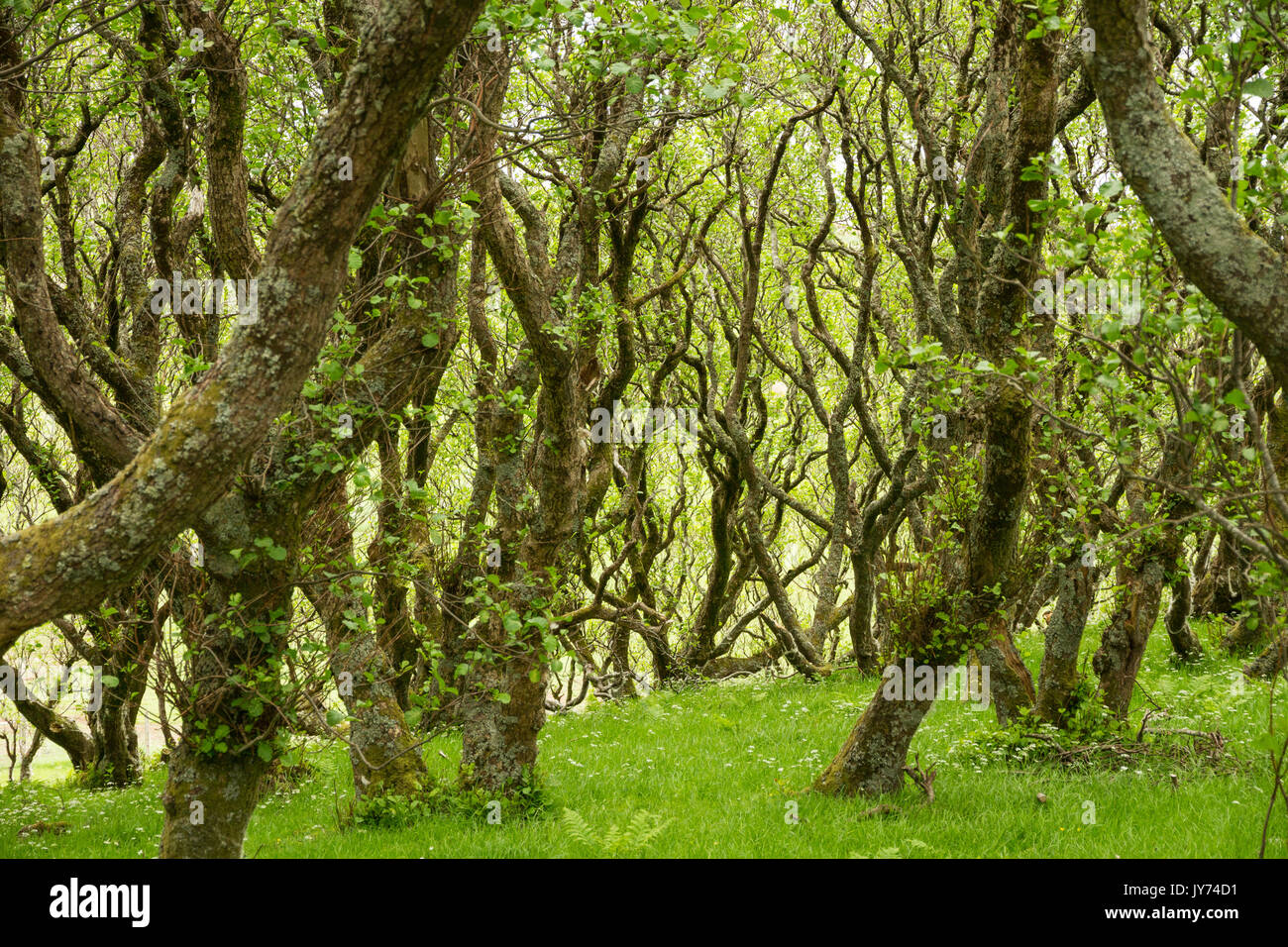 A fairy tale forest of Twisted trees growing on the Isle of Skye Stock Photo