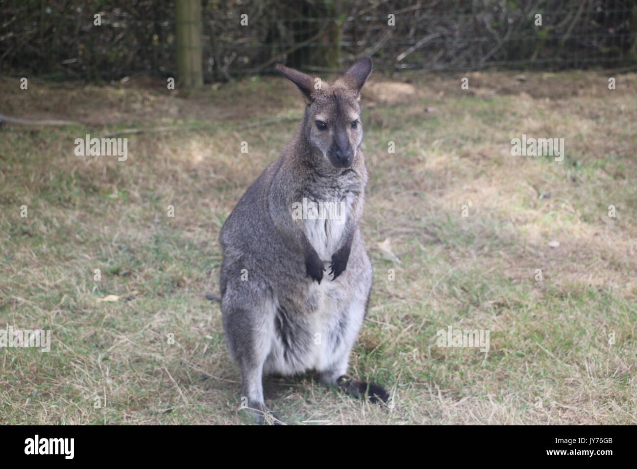 kangaroo Stock Photo