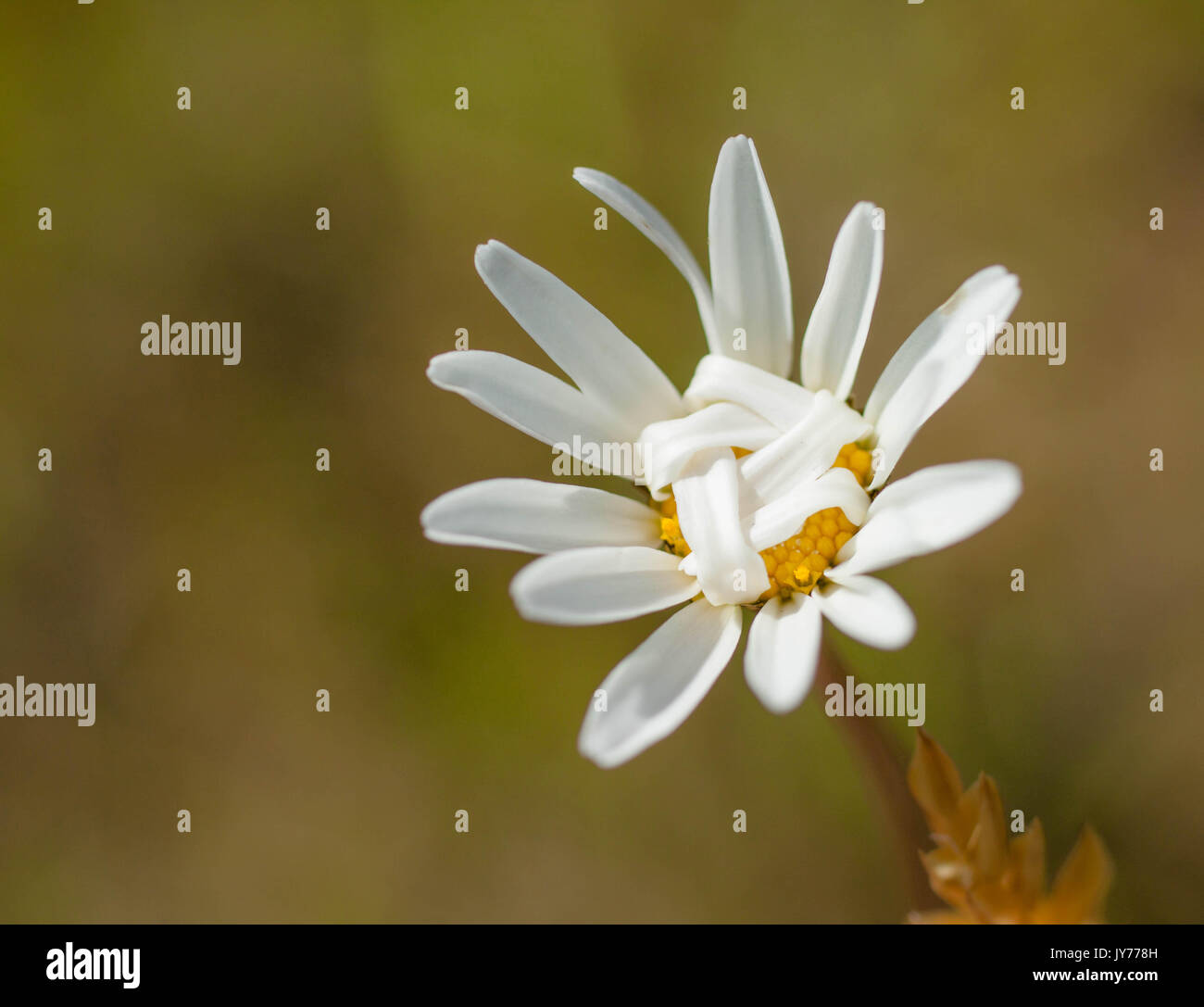Closed flower petals hires stock photography and images Alamy