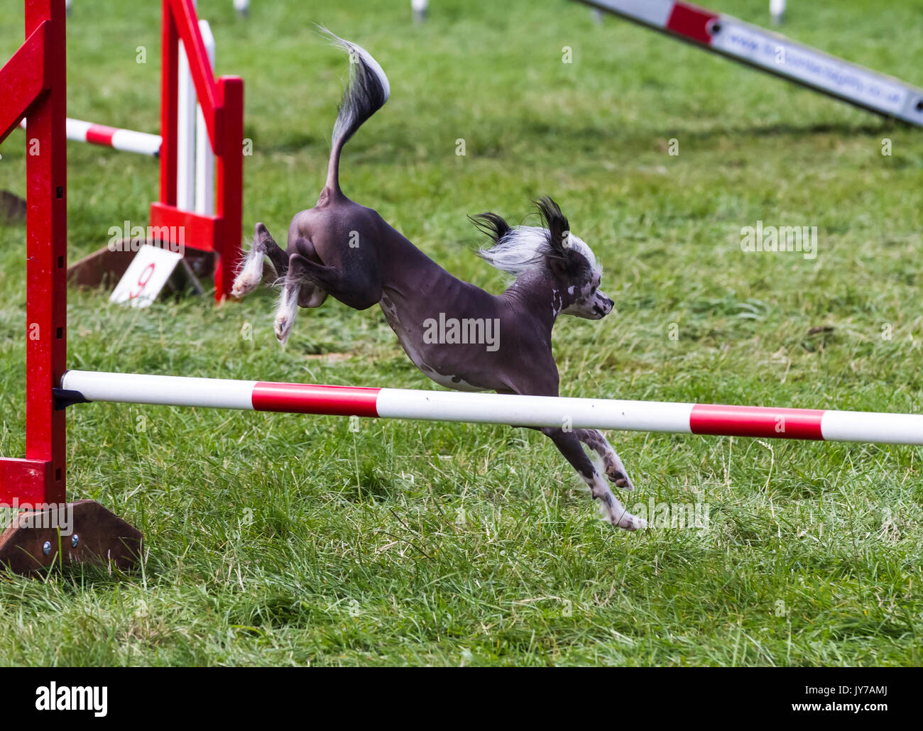 Rockingham, Northamptonshire, U.K. Kennel Club International. Dog