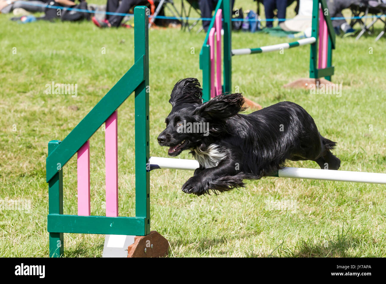 Rockingham, Northamptonshire, U.K. Kennel Club International. Dog ...