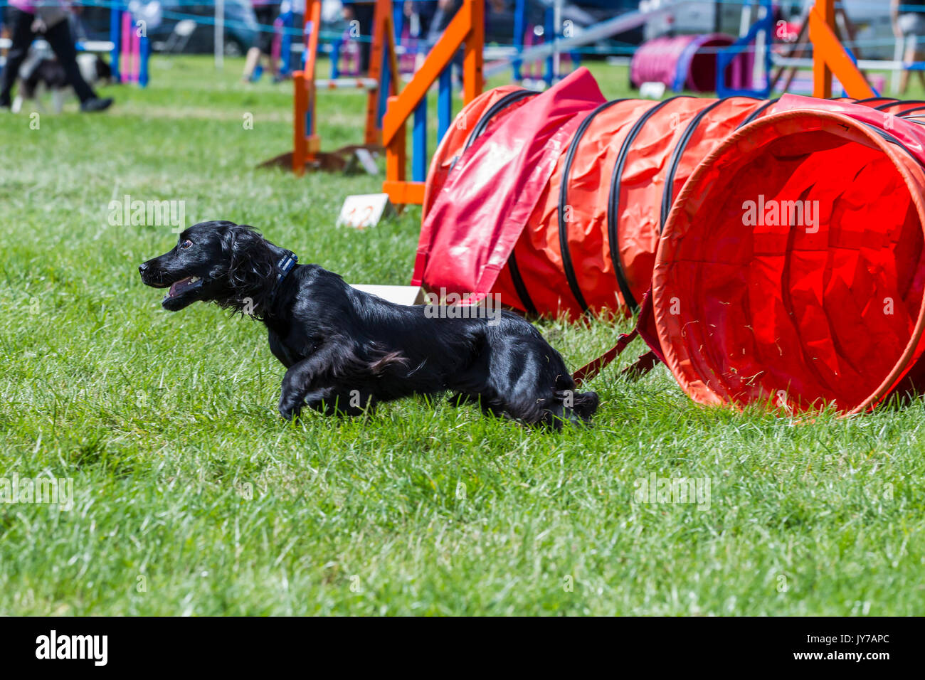 Rockingham, Northamptonshire, U.K. Kennel Club International. Dog
