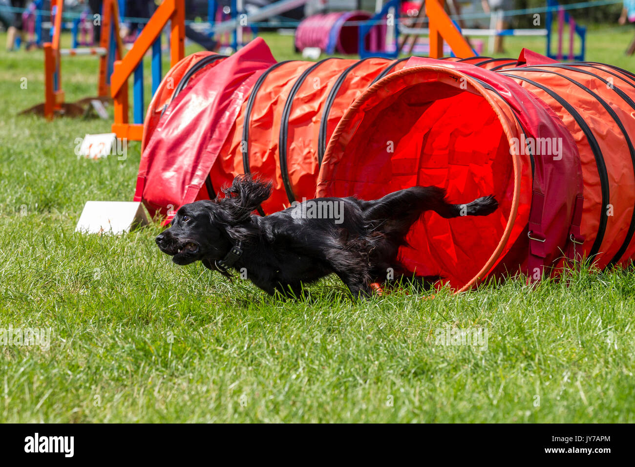 Dog agility course hi-res stock photography and images - Alamy